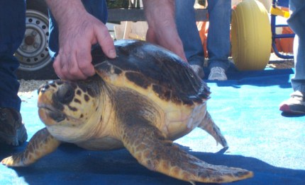 barcolana salvata tartaruga urtata dalle barche