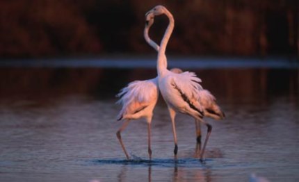 ambiente fenicotteri rosa nidificano alle saline di tarquinia