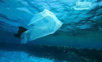 la plastica insidia il santuario dei cetacei