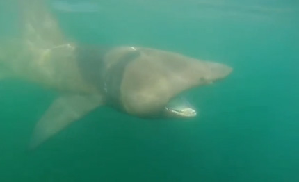 video cervia bellissimo esemplare di squalo elefante