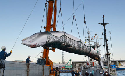 il giappone riprende la caccia commerciale alle balene