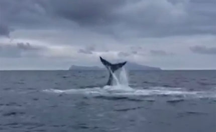 invernale napoli due regate con balena al seguito