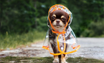 il meteo la regata il colonnello bernacca senza tacer del cane