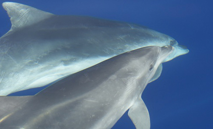 ma adottare un delfino per natale