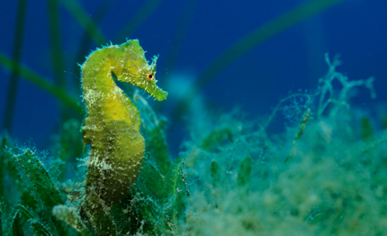 mediterraneo 30 di tutela la chiave per rigenerarlo